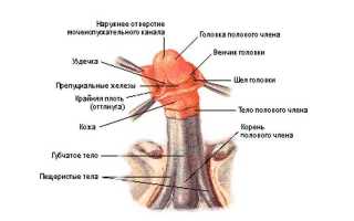 Урология раны на члене