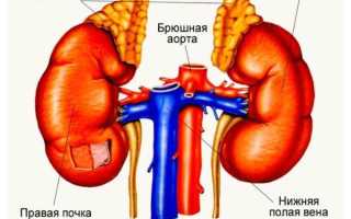 Где находятся почки у человека и с какой стороны расположены