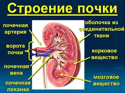 В организме человека находится пара почек. Расположены они в районе так называемой брюшной полости по бокам позвоночника и приблизительно на одной высоте с поясницей.