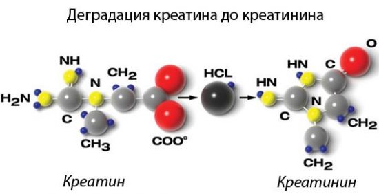 Креатин до креатинина